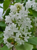 Betsy_Ross_20230417_MLD_MLD_1
