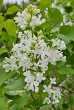 Betsy_Ross_20230417_MLD_MLD_2