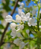 Betsy_Ross_20240414_MLD_MLD