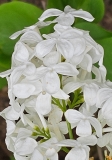 Betsy_Ross_20240424_MLD_MLD