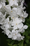 Betsy_Ross_TP