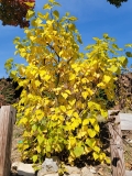 Betsy_Ross_hyacinthiflora_yellow_leaves_20221025_MLD_MLD