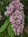 BHS_No._5_201906_HP_MLD_2