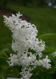 Biala_Anna_2004_CH