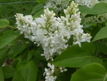 Biala_Anna_201906_RBG_MLD