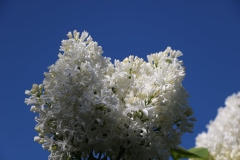 Biala_Anna_2021_IN_4