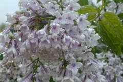 Bicolor (chinensis)