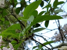 Bicolor_20170518_HP_MLD_2