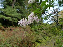 Bicolor_20170518_HP_MLD_3