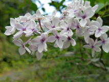 Bicolor_20170518_HP_MLD_4