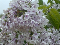 Bicolor_chinensis_2003_HP_MM__DM_3