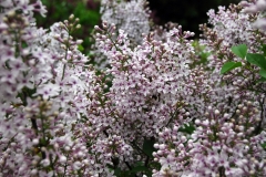 Bicolor_chinensis_2010_Nancy_France_JFG_1
