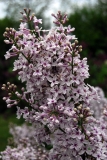 Bicolor_chinensis_2010_Nancy_France_JFG_4