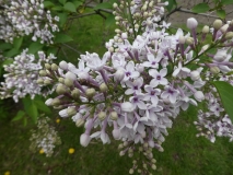 Bicolor_chinensis_201906_MBG_MLD_1