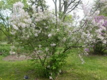 Bicolor_chinensis_201906_MBG_MLD_2