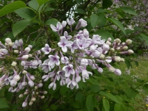 Bicolor_chinensis_201906_MBG_MLD_3