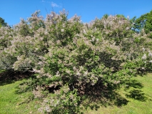 Bicolor_chinensis_20210511_HP_MLD_1
