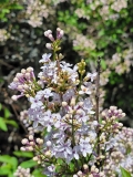 Bicolor_chinensis_20210511_HP_MLD_2