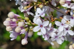 Bicolor_chinensis_20210511_HP_MLD_3
