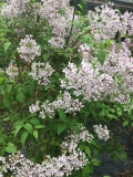 Bicolor_chinensis_2021_IN