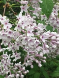 Bicolor_chinensis_2021_IN_2