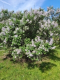 Bicolor_chinensis_20220513_HP_MLD