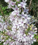 Bicolor_chinensis_20220513_HP_MLD_2