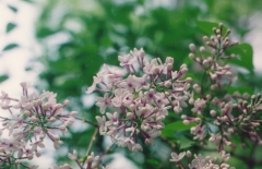 Bicolor_chinensis_MF_FM