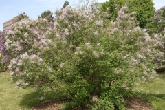 Bicolor_chinensis_ZB_1