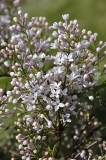 Bicolor_chinensis_ZB_2