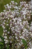 Bicolor_chinensis_ZB_3