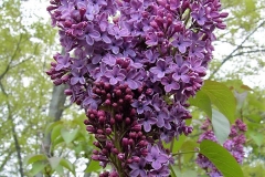 Bicolor (vulgaris)