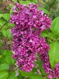 BILTZ_20220505_MLD_MLD