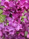 Biltz_20220503_MLD_MLD