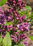 Biltz_20240415_MLD_MLD_2