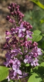 Biltz_20240416_MLD_MLD_2