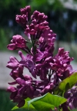 Biltz_20240419_MLD_MLD