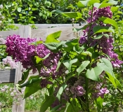 Biltz_20240427_MLD_MLD