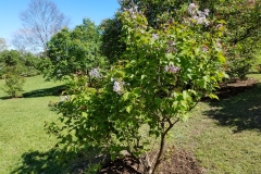 Birchwood
