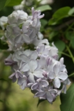 Blanche_Sweet_2013_HP_TP_2
