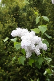 Blanche_Sweet_2013_HP_TP_3
