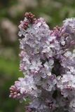Blanche_Sweet_2014_Brooklyn_BG_TP_4