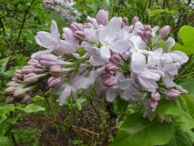 Blanche_Sweet_20180506_LA_MLD_3
