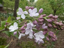 Blanche_Sweet_20190507_LP_MLD_1