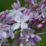 Blanche_Sweet_2019_LM_CF