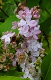 Blanche_Sweet_20200430_MLD_MLD