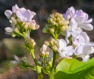 Blanche_Sweet_20210413_MLD_MLD