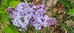 Blanche_Sweet_20210427_BLBG_MLD_1