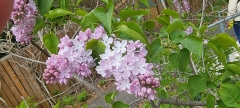 Blanche_Sweet_20210427_BLBG_MLD_2