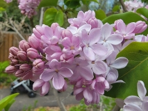 Blanche_Sweet_20210427_BLBG_MLD_3